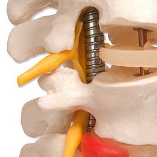  Flexible Male Vertebral Column (No Stand)