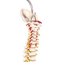  Flexible Male Vertebral Column (No Stand)