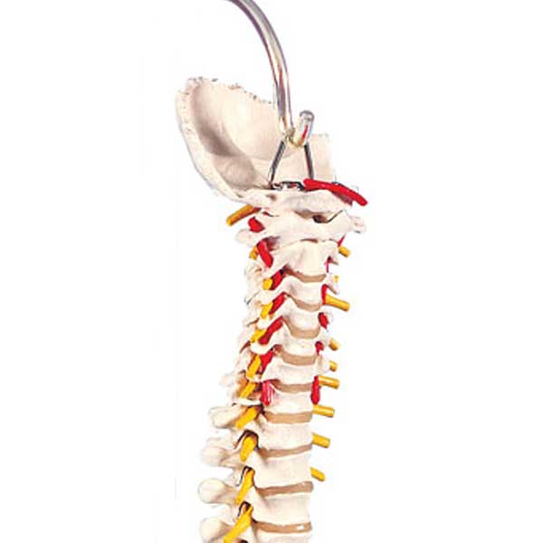  Flexible Male Vertebral Column (No Stand)