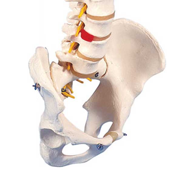  Flexible Male Vertebral Column (No Stand)