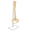  Budget Vertebral Column With Stand