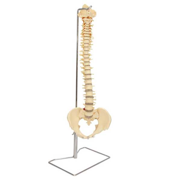 Budget Vertebral Column With Stand