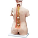  Anatomical Budget Functional Francis Torso Model