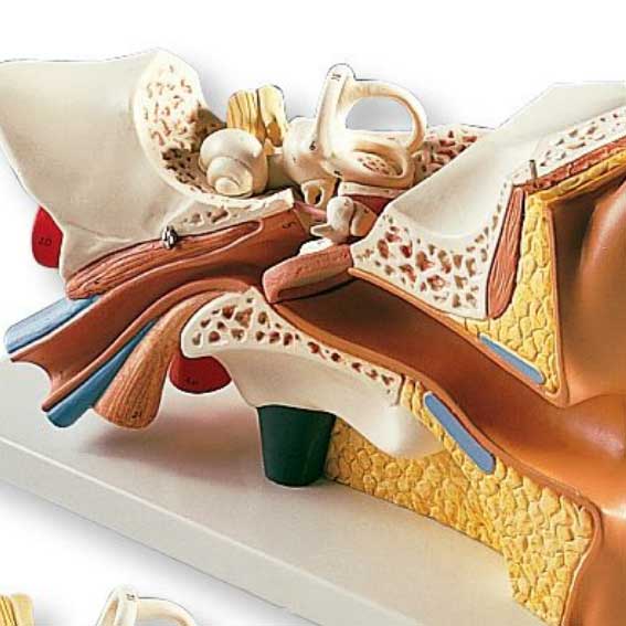 4-Part Ear Model