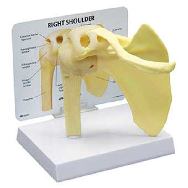  Basic Joint Set Anatomical Models