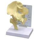  Basic Joint Set Anatomical Models