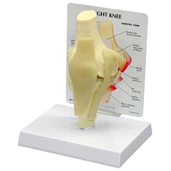  Basic Joint Set Anatomical Models