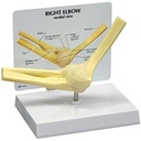  Basic Joint Set Anatomical Models