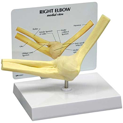  Basic Joint Set Anatomical Models