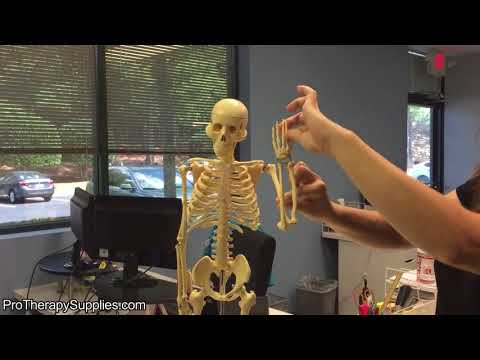  Mr. Thrifty Skeleton with Stand