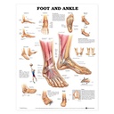 Foot and Ankle Anatomical Chart