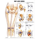 Hip and Knee 2nd Edition Anatomical Chart