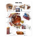 The Eye Anatomical Chart