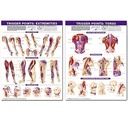 Trigger Points Chart Set 2nd Ed. 20 Inch x 26 Inch
