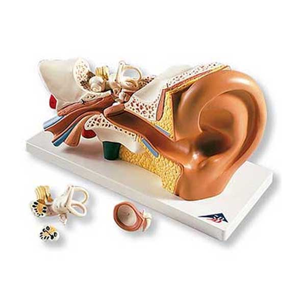 4-Part Ear Model