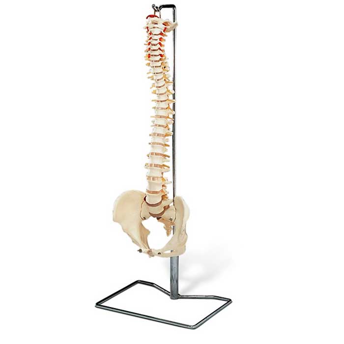 Budget Vertebral Column With Stand