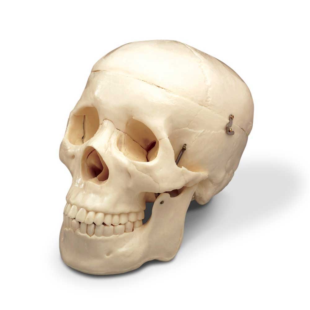 Budget Life-Size Skull (2nd Quality)