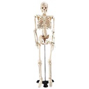  Mr. Thrifty Skeleton with Stand