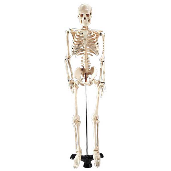  Mr. Thrifty Skeleton with Stand