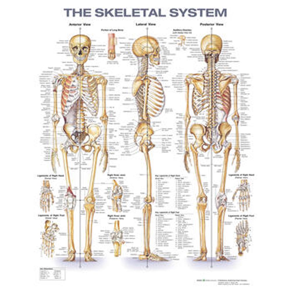 The Skeletal System Second Edition Anatomical Chart Laminated
