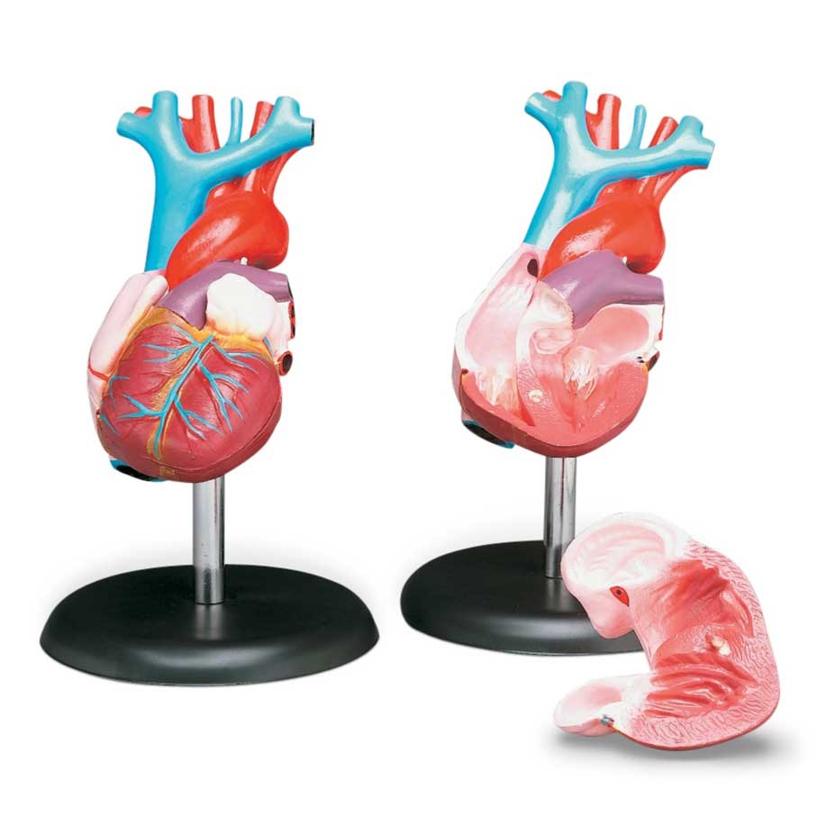 Anatomical Budget Life-Size Heart Model