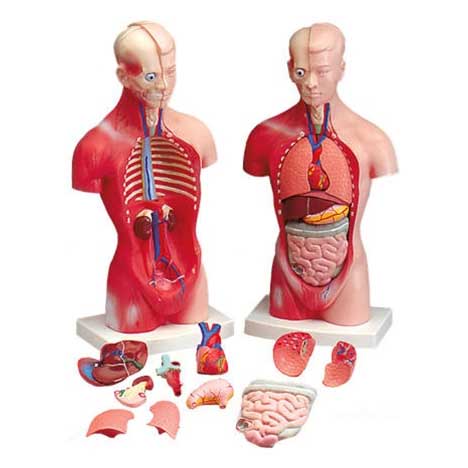  Budget Little Joe Torso Anatomical Model