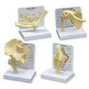  Basic Joint Set Anatomical Models