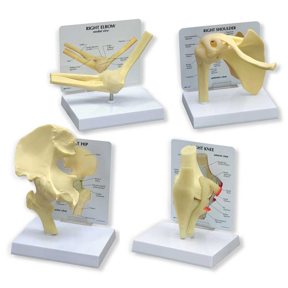  Basic Joint Set Anatomical Models