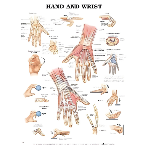 Open Box Hand and Wrist Anatomical Chart-Laminated