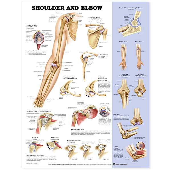 OPEN BOX Shoulder and Elbow Anatomical Chart – Full-Color Paper Educational Poster