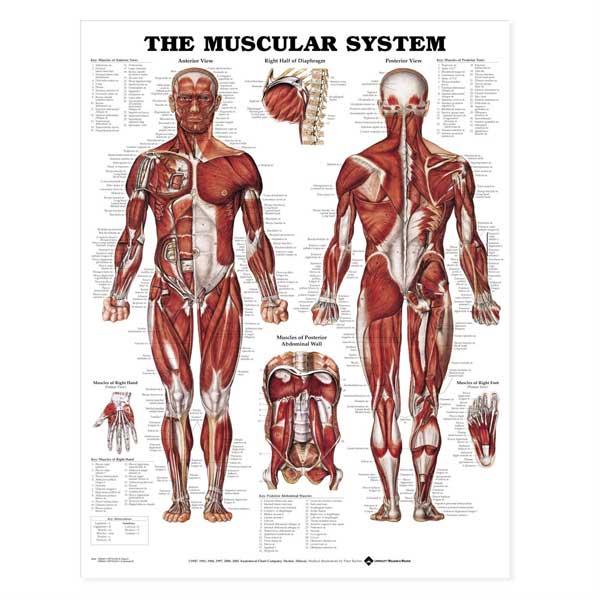 OPEN BOX The Muscular System Anatomical Chart – Laminated Full-Color Poster for Anatomy and Education