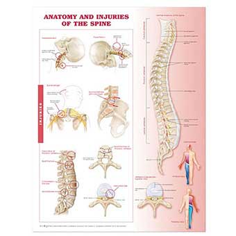 OPEN BOX Anatomy and Injuries of the Spine Anatomical Chart – Laminated Medical Poster