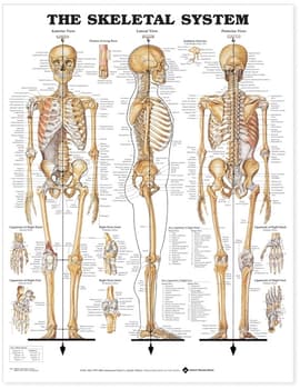 Open Box The Skeletal System Anatomical Chart