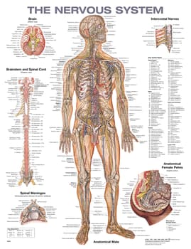 Open Box The Nervous System Anatomical Chart