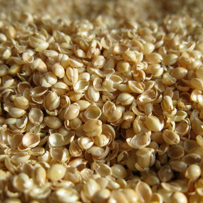  Bucky 1 lb. Millet Hulls Yellow