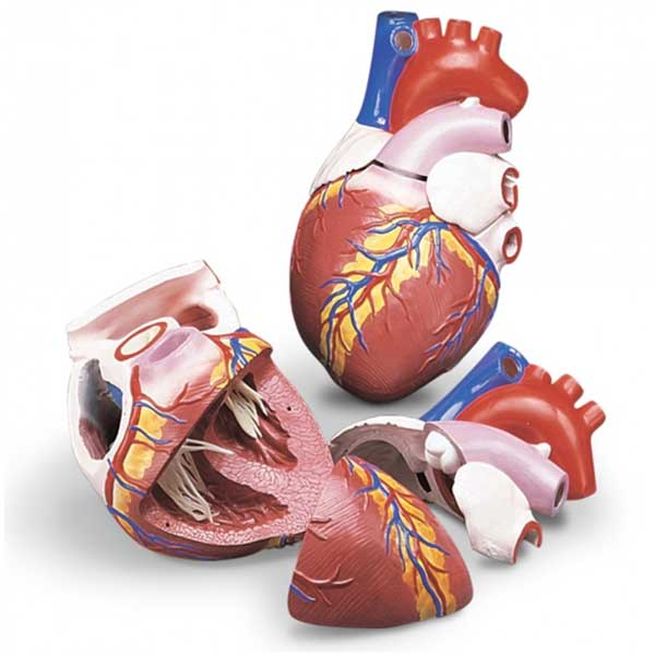  Open Box Budget Jumbo Heart Anatomical Model