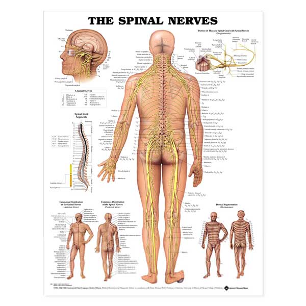  Open Box The Spinal Nerves Anatomical Chart-Laminated