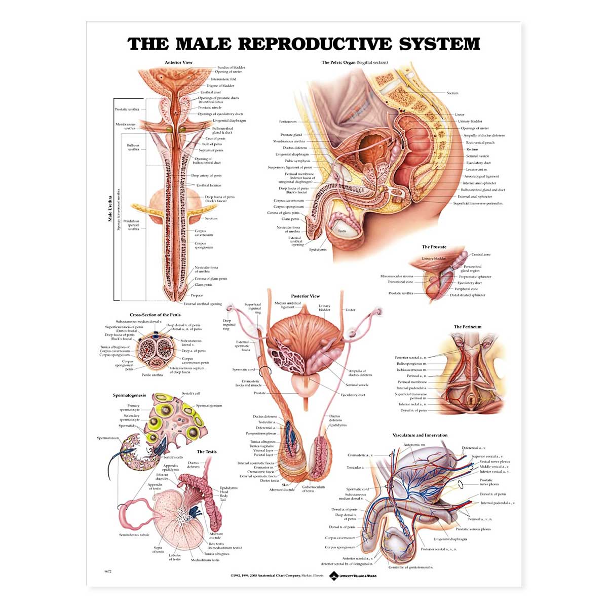  Open Box The Male Reproductive System Anatomical Chart-Paper