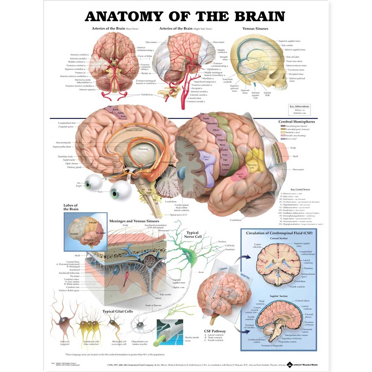  Open Box Anatomy of the Brain Anatomical Chart-Laminated