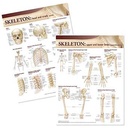 Anatomical Charts