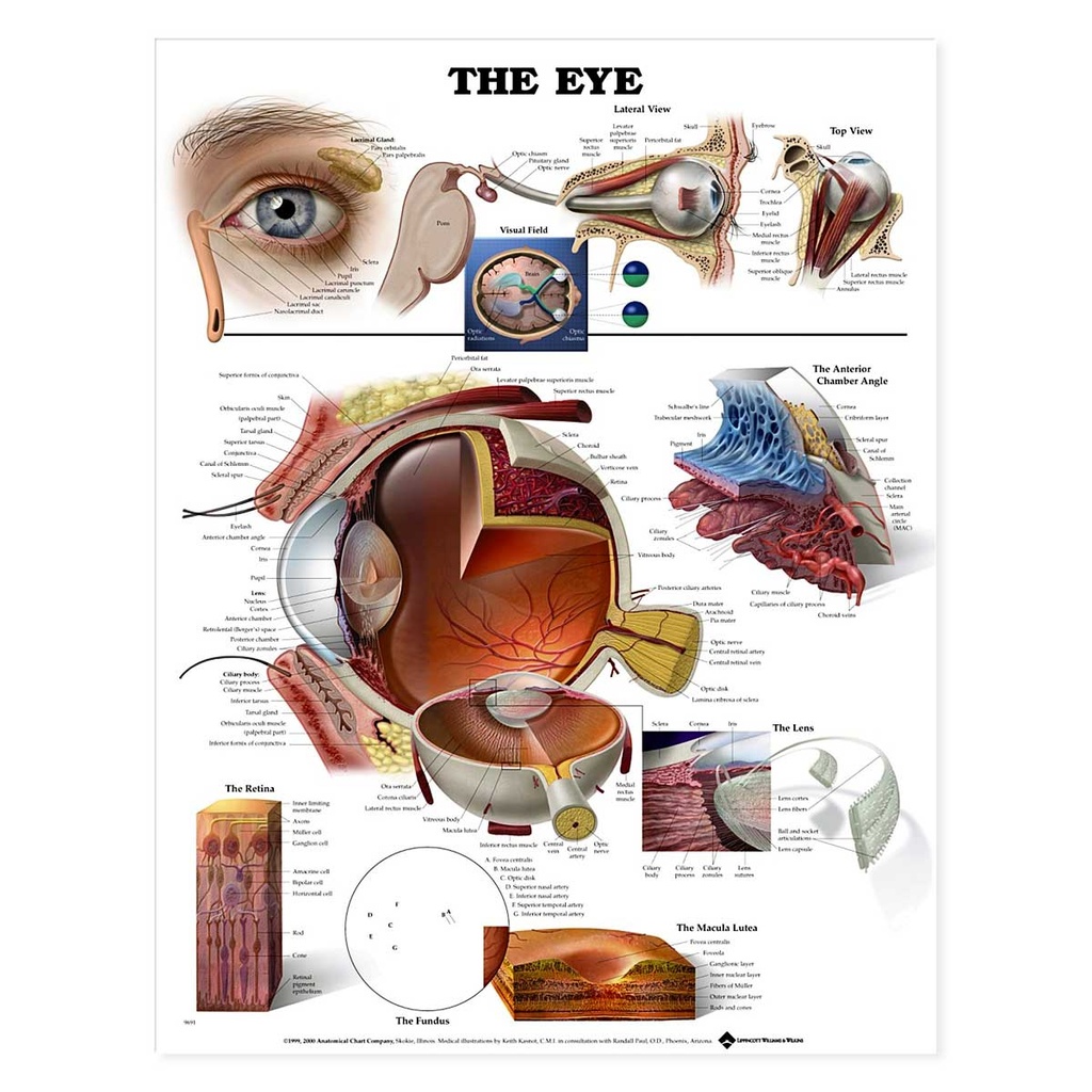 The Eye Anatomical Chart Pro Therapy Supplies